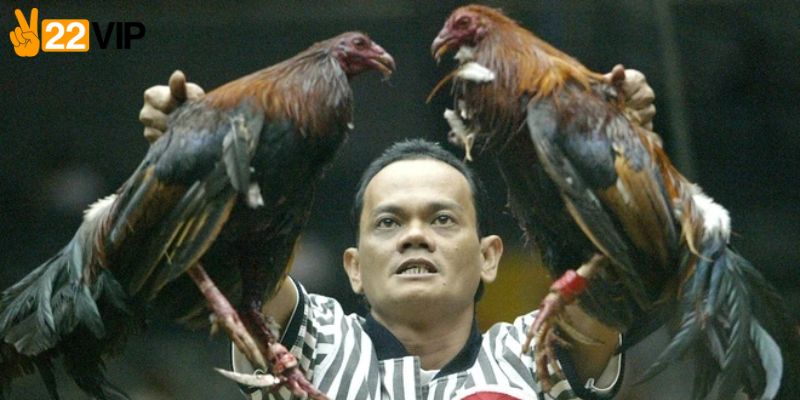 Cung cấp tỷ lệ cược hấp dẫn