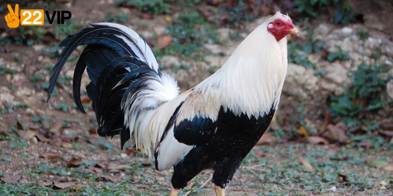 Lý do xem đá gà cựa sắt của hội viên