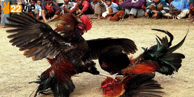  Tìm hiểu dịch vụ đá gà cựa dao Campuchia